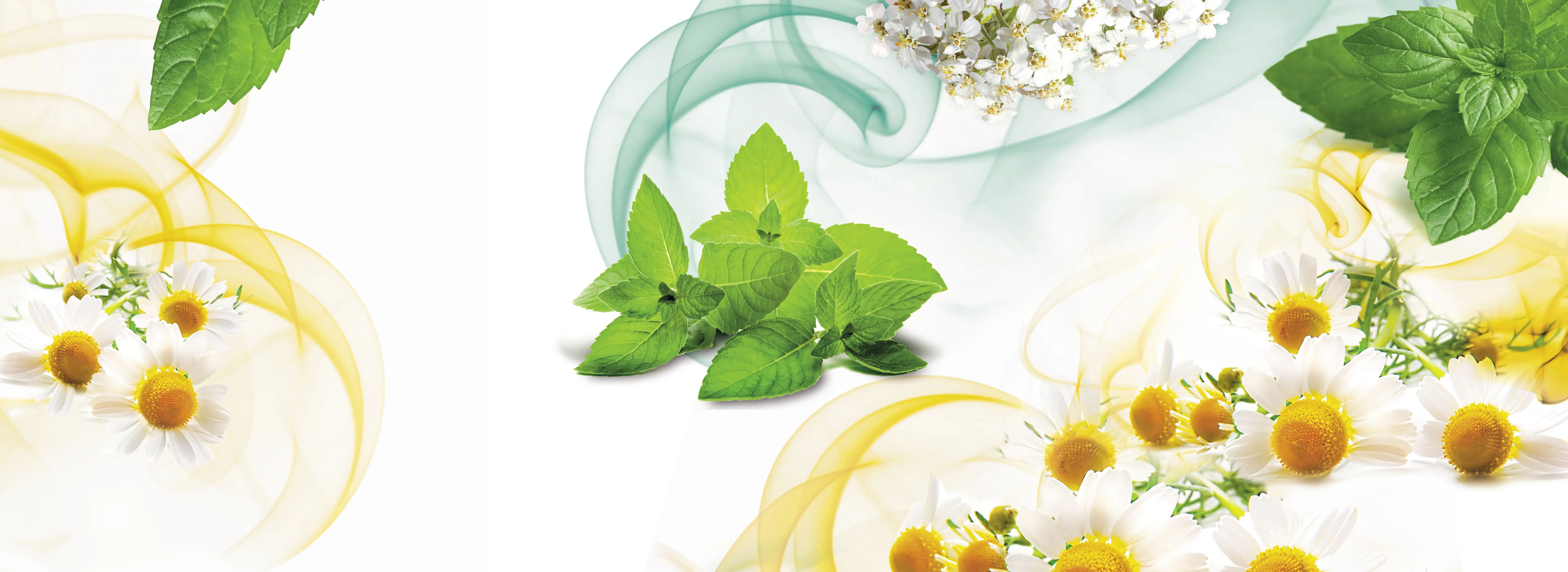 Sidroga_Header