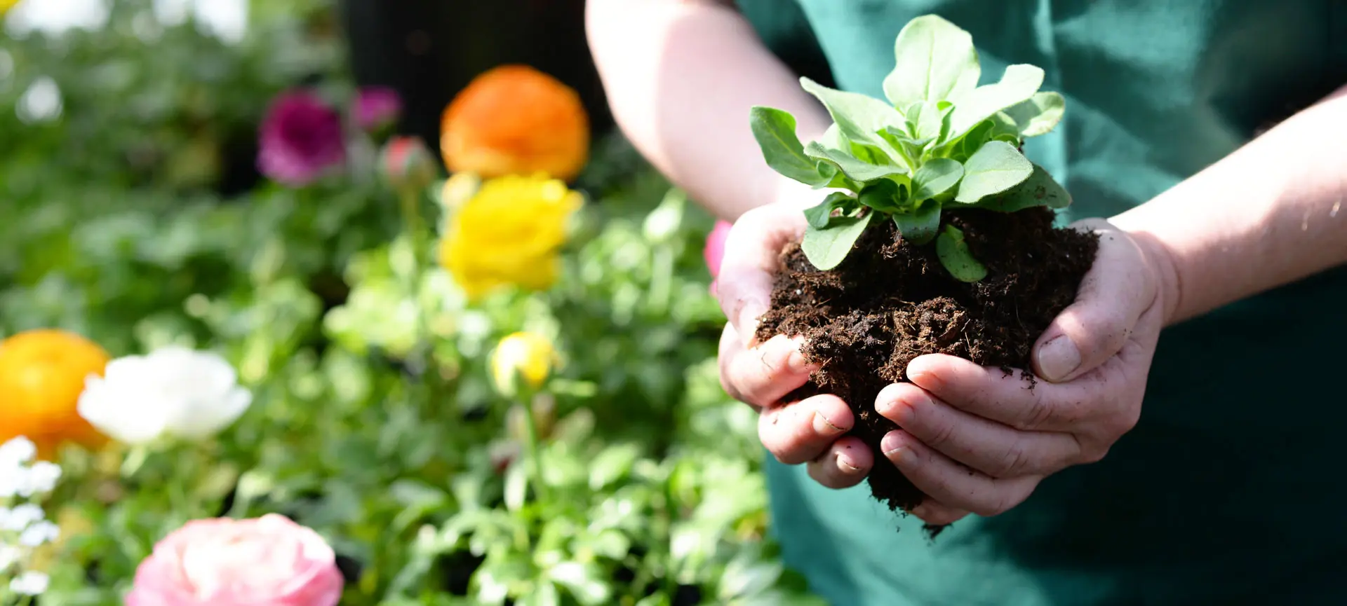 Verdauung-Ernährung-schmetterlinge-im-Bauch-header