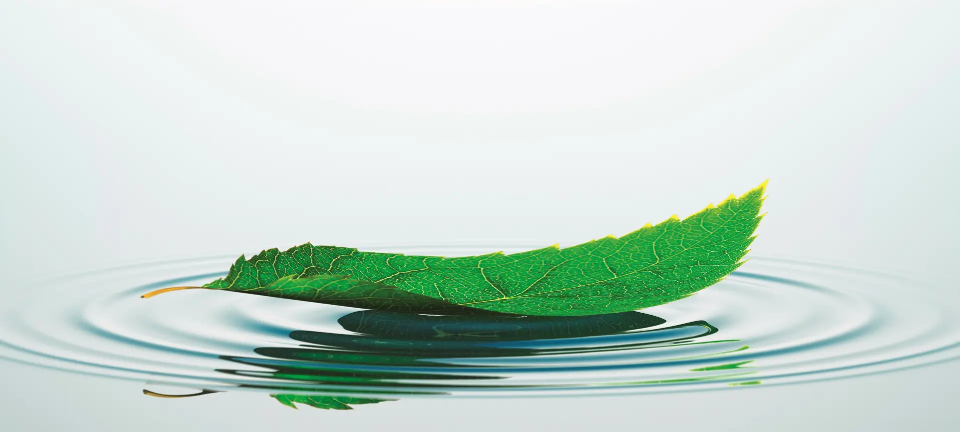 Remede-OTC-leaf-on-the-water