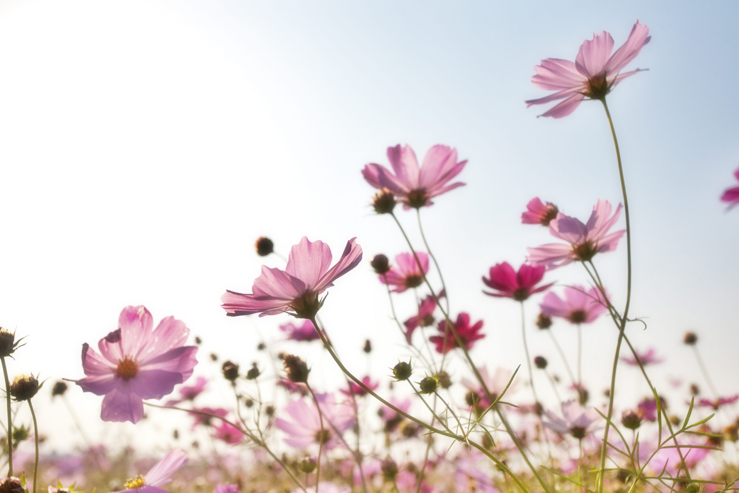 Feld mit rosaroten Blumen